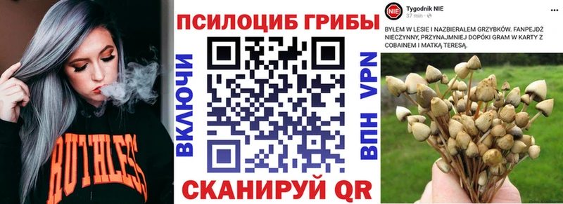 где купить наркотик  KRAKEN онион  Псилоцибиновые грибы Psilocybe  Салават 